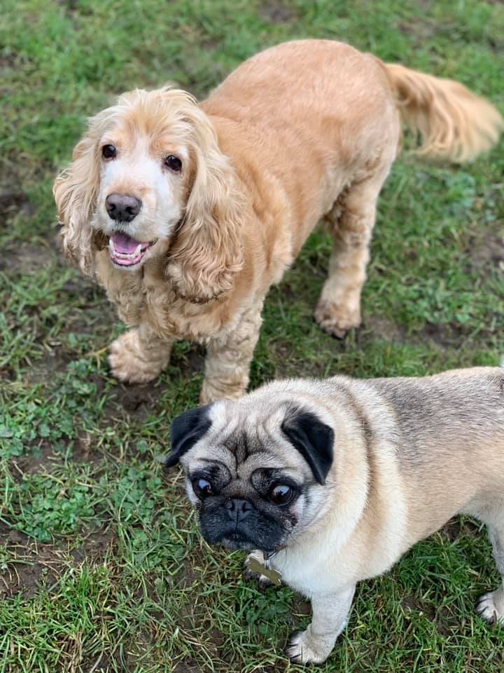 Happy dogs at Simply Dogs Berkshire