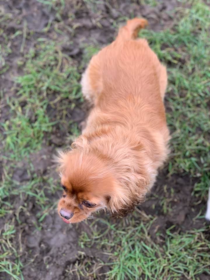 Happy dogs at Simply Dogs Berkshire