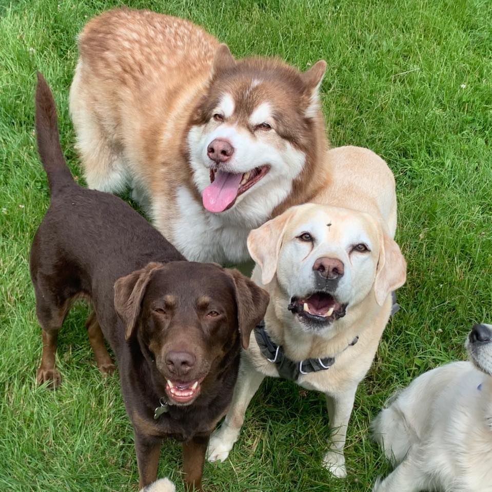 Happy dogs at Simply Dogs Berkshire