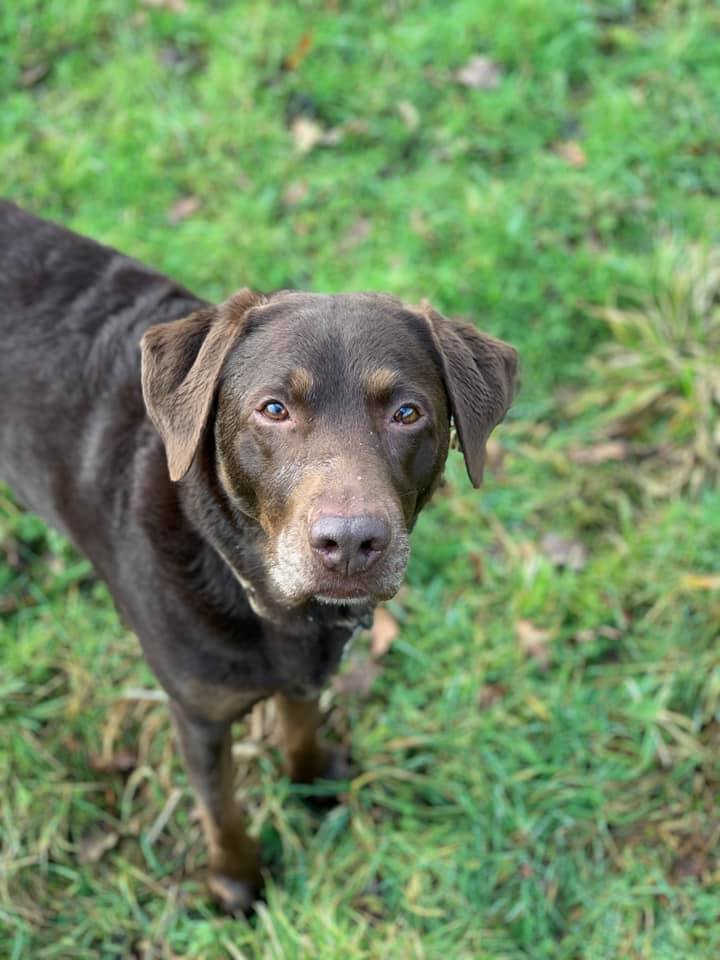 Happy dogs at Simply Dogs Berkshire