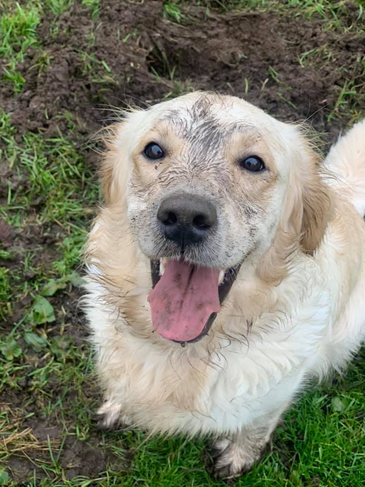 Happy dogs at Simply Dogs Berkshire — photo 10